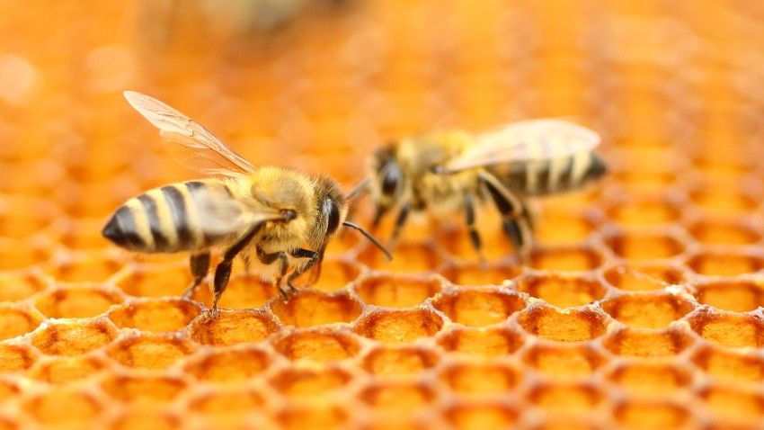 Cornell Keynotes podcast: Why are bee populations declining around the world?