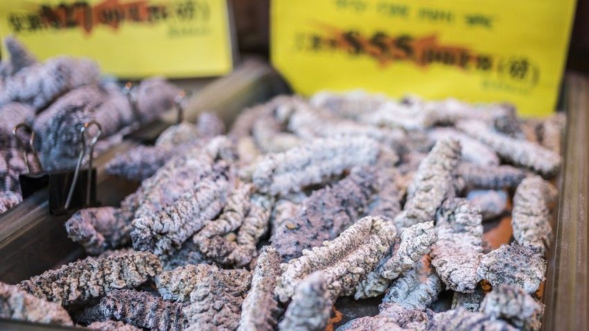 Endangered sea cucumbers for sale in NYC food markets